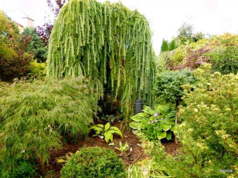 Лиственница японская Стиф Випер штамб 100-140 см (2669484415) - фото 2 Лиственница японская Стиф Випер штамб 100-140 см (2669484415) - фото 2