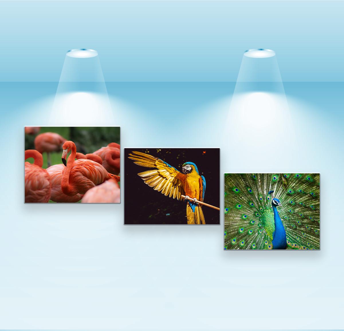 Набор постеров Riviera Blanca Гыпнотические птицы 3 шт. (PS-156)