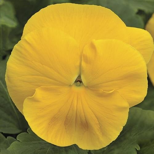 Семена цветов Виола Mammoth Prima Yellorina Syngenta 1000 шт. (BN03256)