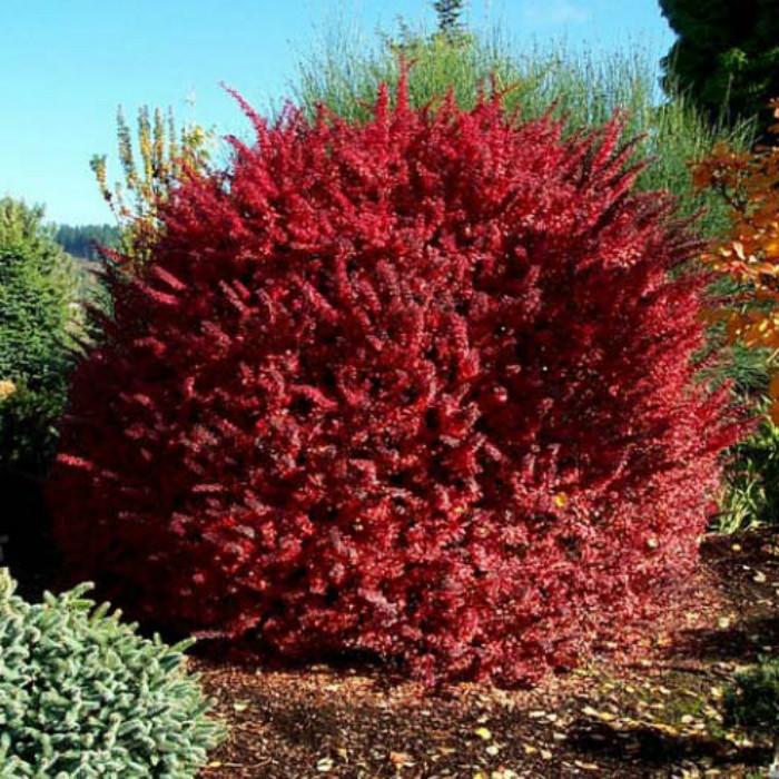 Саженец барбариса Тунберга Golden Ring Р9 (855942952) - фото 2