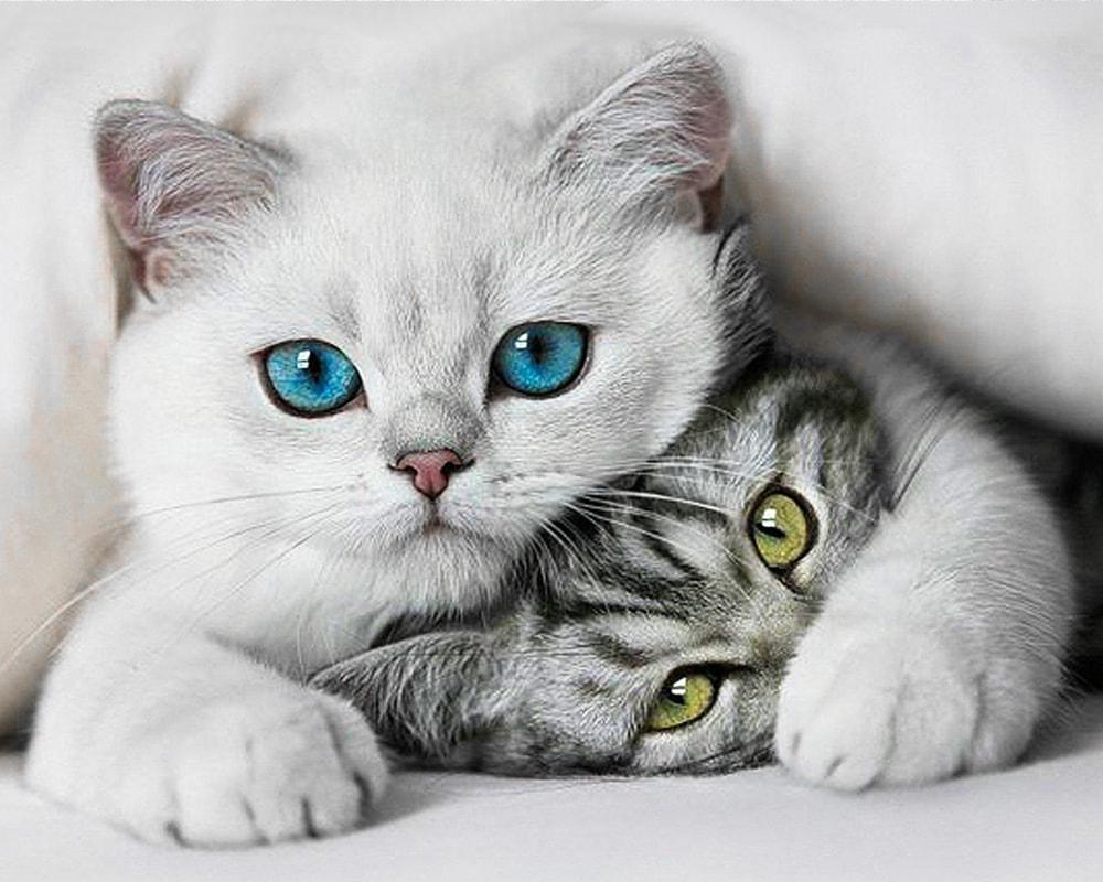 Картина за номерами Brushme SH51695 Двоє Кошенят 50x40 см (19709) Картина за номерами Brushme SH51695 Двоє Кошенят 50x40 см (19709)