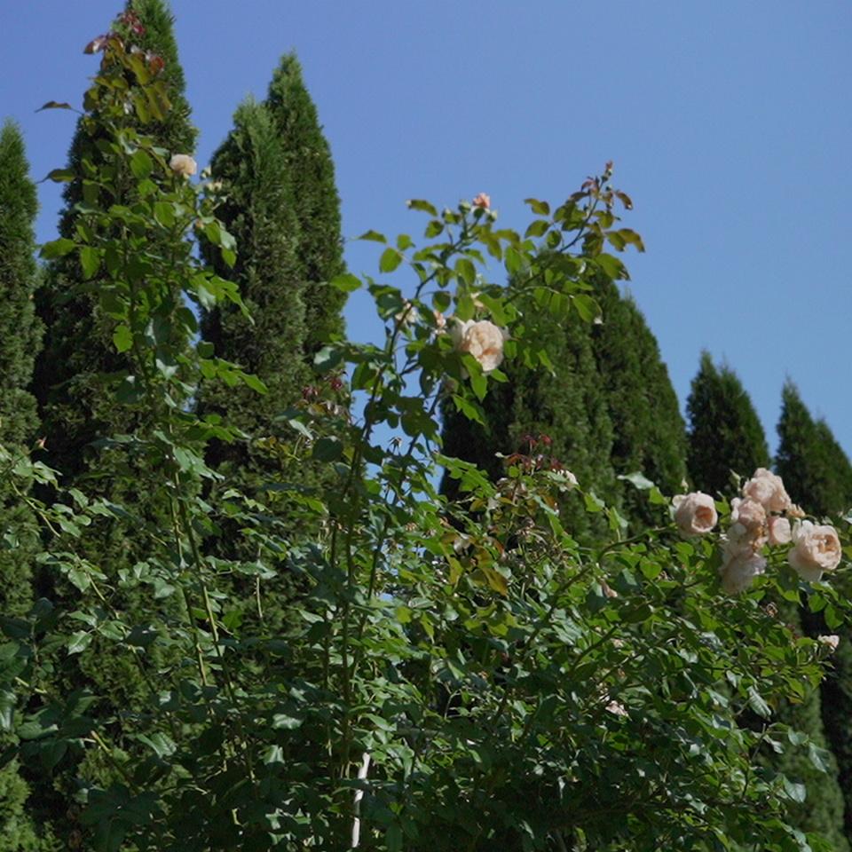 Опора для растений арочно-кольцевая на шесть колец 2800х700х700 мм (АКО-D16/D8-2800*700/6) - фото 8 Опора для растений арочно-кольцевая на шесть колец 2800х700х700 мм (АКО-D16/D8-2800*700/6) - фото 8