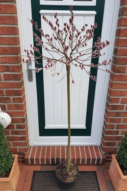 Верба тонкостовбурна Маунт Асо штамб (ШТ-1-01)