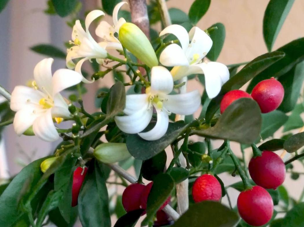 Муррайя метельчатая Murraya paniculata