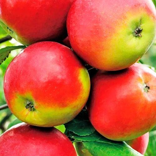 Сажанец Яблоня Амулет раннезимний сорт (25934)