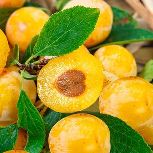 Сажанец Алыча Гек укорененная в контейнере саженец 2 года (178569)