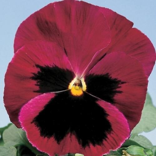 Семена цветов Виола Cello Rose with Blotch Hem Genetics 50 шт. (BN09613-3)