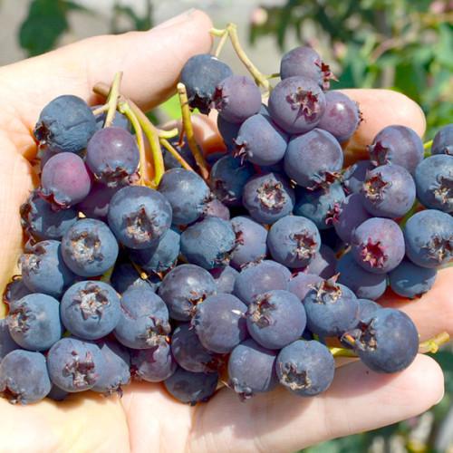 Саджанець ірги сортової Тіссен (2106778588)