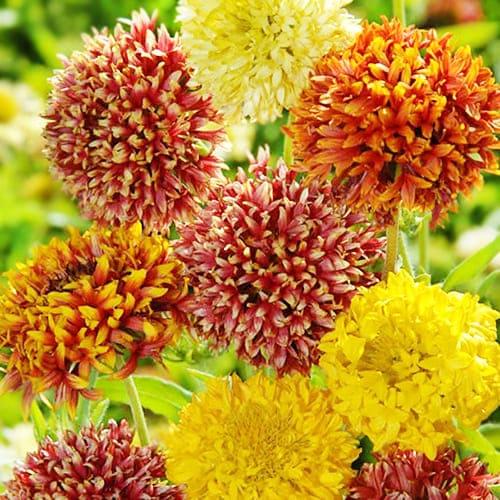 Семена Гайлардия Florium Лоренсия смесь (6088)