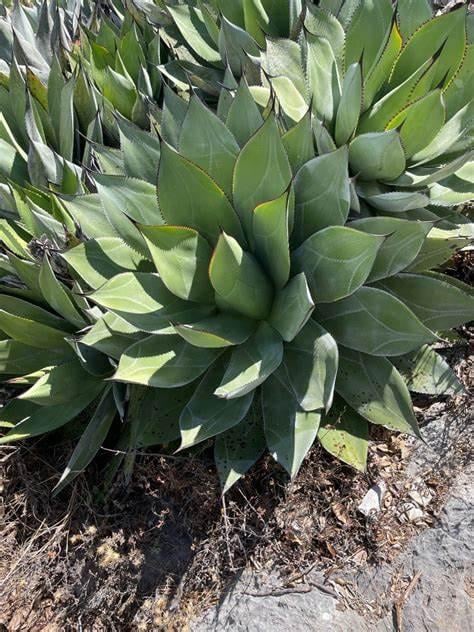 Семена Агава Соломона Agave salomonii 3 шт./уп. - фото 2