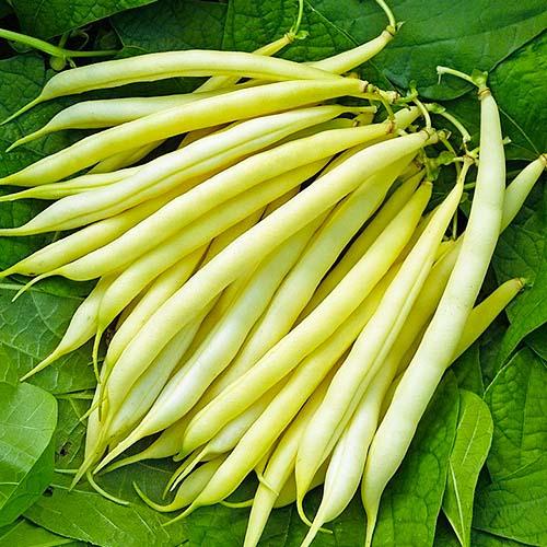 Насіння Квасоля Florium спаржева Олійний король (17331)