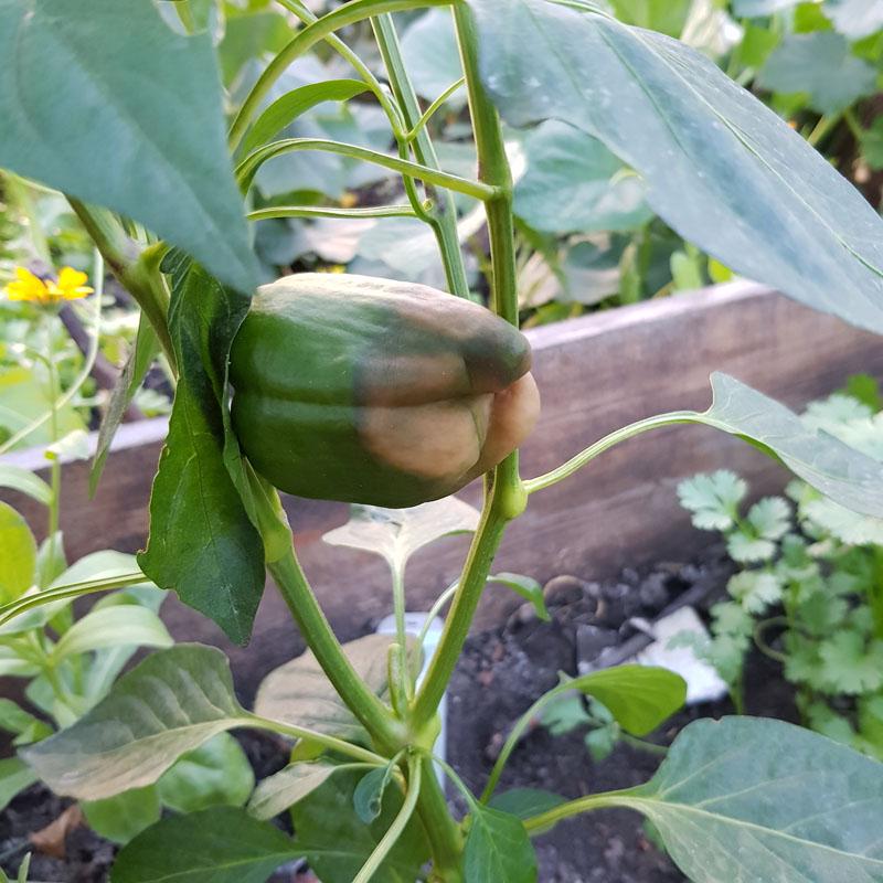 Микроудобрение Valagro Брексил Кальций 15 г (3227) - фото 3