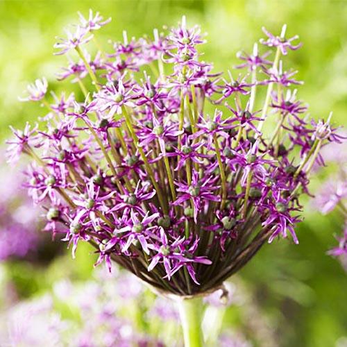 Алліум Florium Miami (9842) Алліум Florium Miami (9842)