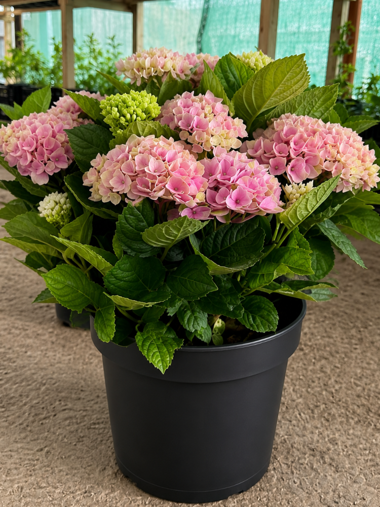 Гортензия широколистая PEACH в контейнере D13 (6910)
