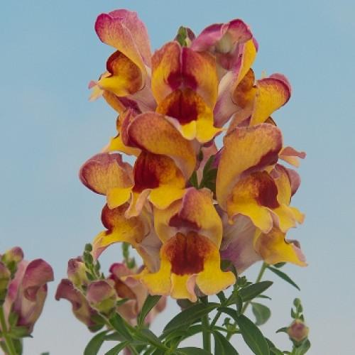 Семена цветов Hem Genetics Львиный зев Snappy red flame 500 шт. (BN09150-2)
