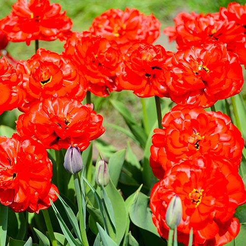 Тюльпан Florium Abba Dream (15113) - фото 2 Тюльпан Florium Abba Dream (15113) - фото 2