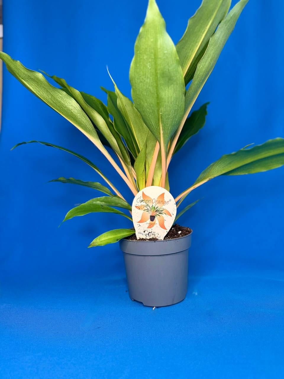 Хлорофитум Dobrodar Chlorophytum Green Orange (38299038)
