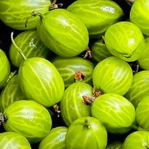 Сажанец Крыжовник Снежана поздний срок созревания (46146) Сажанец Крыжовник Снежана поздний срок созревания (46146)