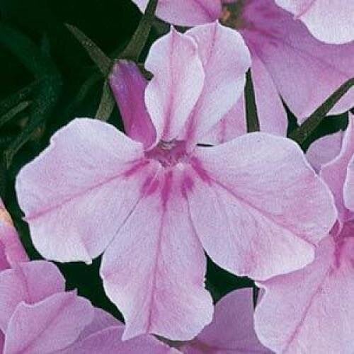 Семена цветов Лобелия черешкова RIVIERA LILAC PanAmerican 5000 шт. (BN07353-3)