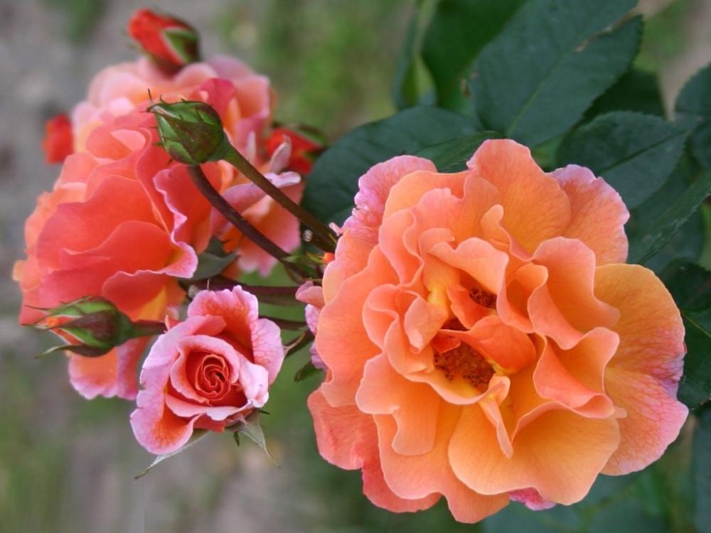 Троянда Velet Arabia Шраб в контейнері (2669431284) - фото 2 Троянда Velet Arabia Шраб в контейнері (2669431284) - фото 2