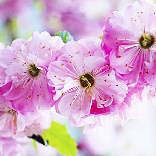 Миндаль Florium трехлопастный (11651)