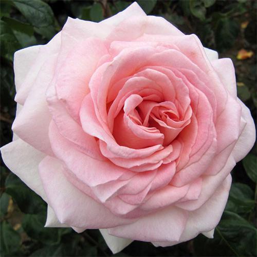 Саженцы роз Александр Пушкин привитый 2-летний (5845)
