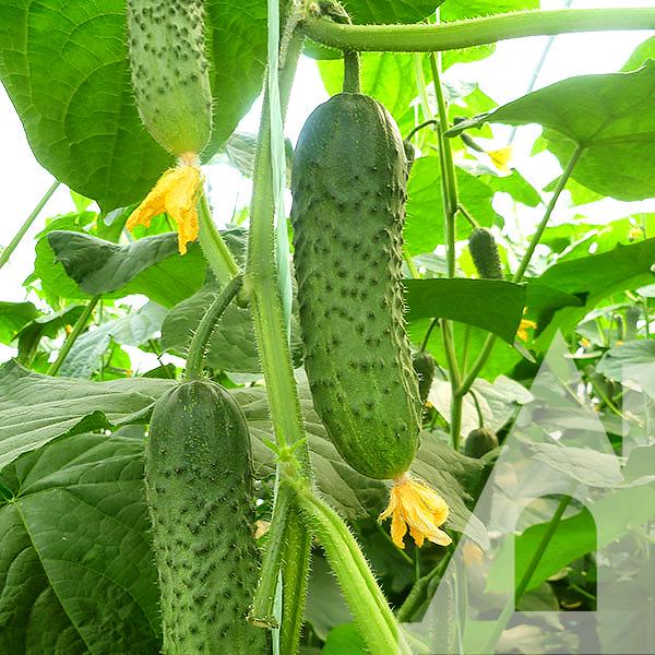 Огурец Меренга F1, 250 шт., Seminis