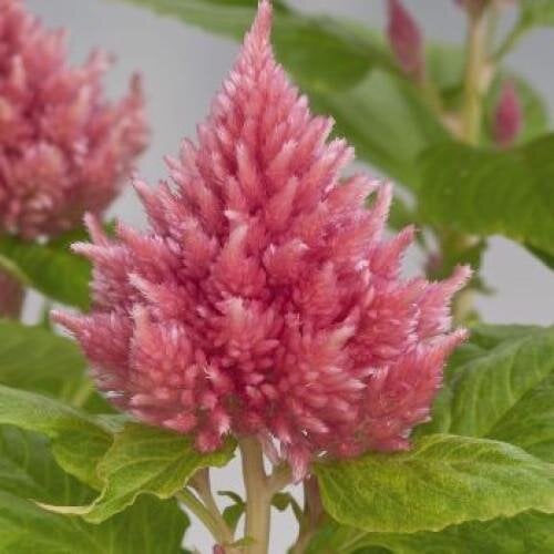 Насіння квітів Целозія периста Glorious Pink Benary 50 шт. (BN08561-3)