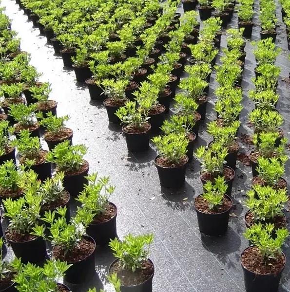 Агротканина застилочна від бур'янів Shadow 100 г/м² 1,1х10 м Чорний (iz16430) - фото 3 Агротканина застилочна від бур'янів Shadow 100 г/м² 1,1х10 м Чорний (iz16430) - фото 3