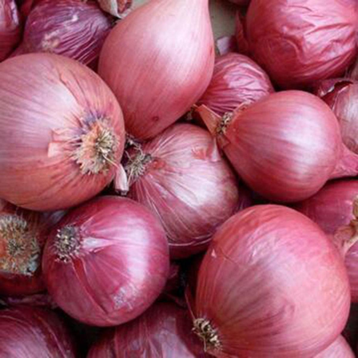 Лук севок Пруйский 10-21 мм 100 г (2131235047)