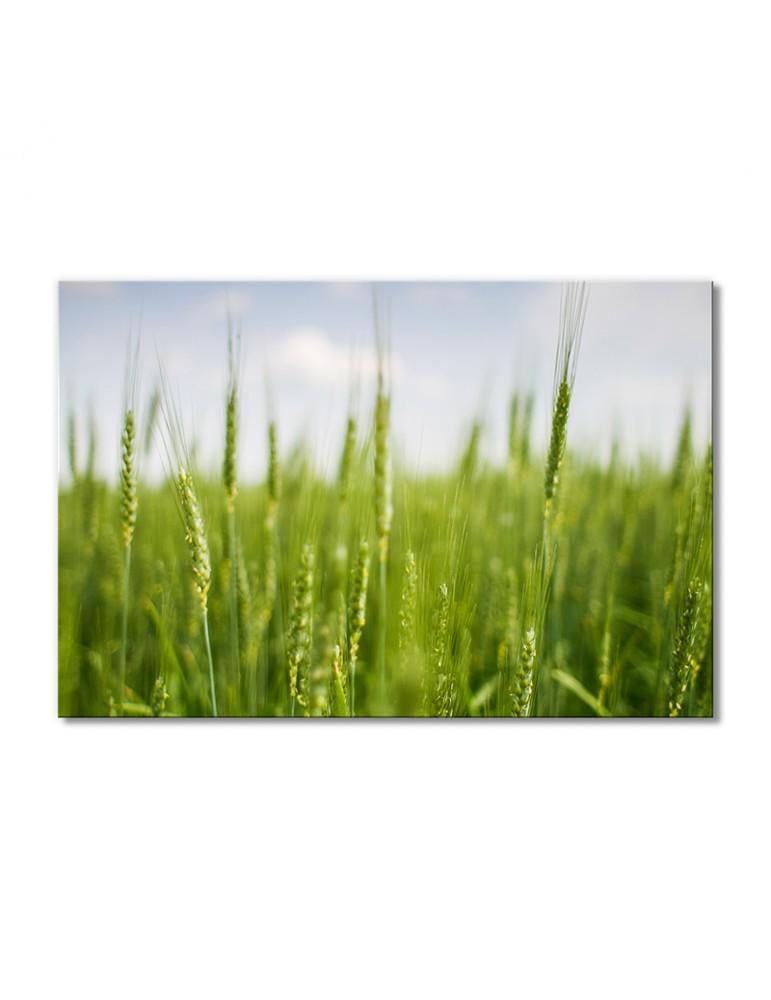Картина модульная Поле колосков 1 модуль 30х45 см