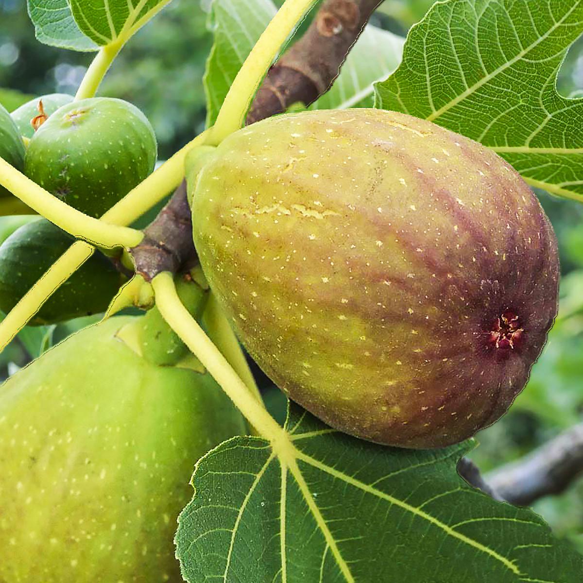 Саджанець інжиру Randino ремонтантний самоплідний (610711021)