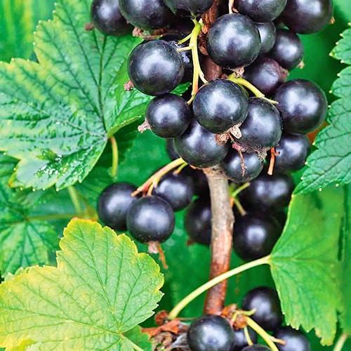 Сажанець Смородина чорна Тітанія Titania середній термін дозрівання (17542)