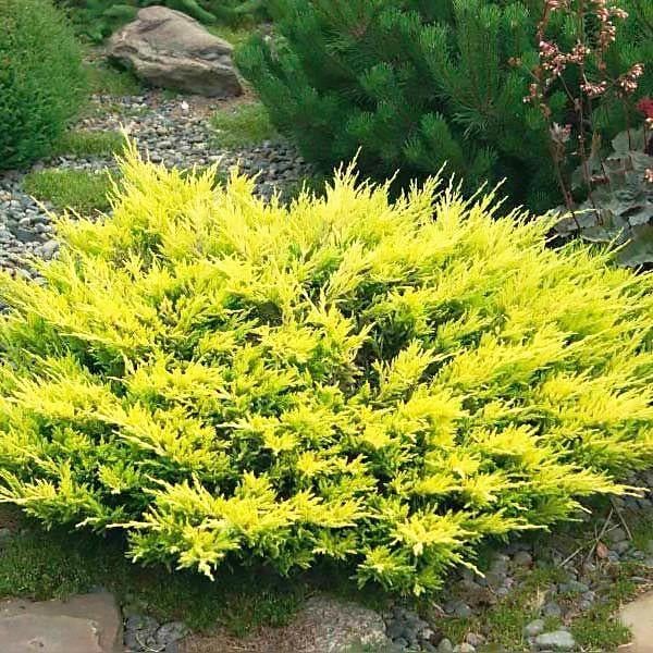 Саджанець ялівцю середнього Juniperus x pfitzeriana Old Gold Р9 (645168858) Саджанець ялівцю середнього Juniperus x pfitzeriana Old Gold Р9 (645168858)