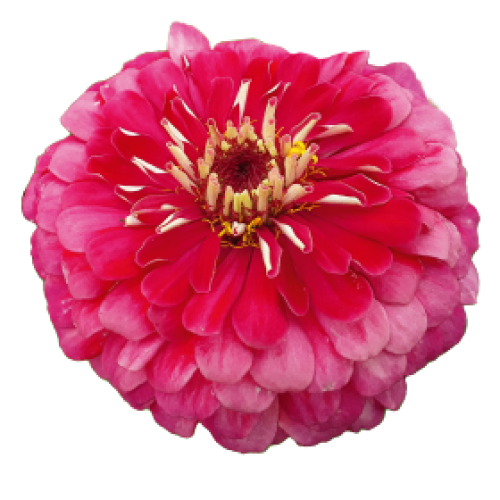 Семена цветов Benary Циния Benary's Giant Carmine Rose 100 шт. (BN02852-3)