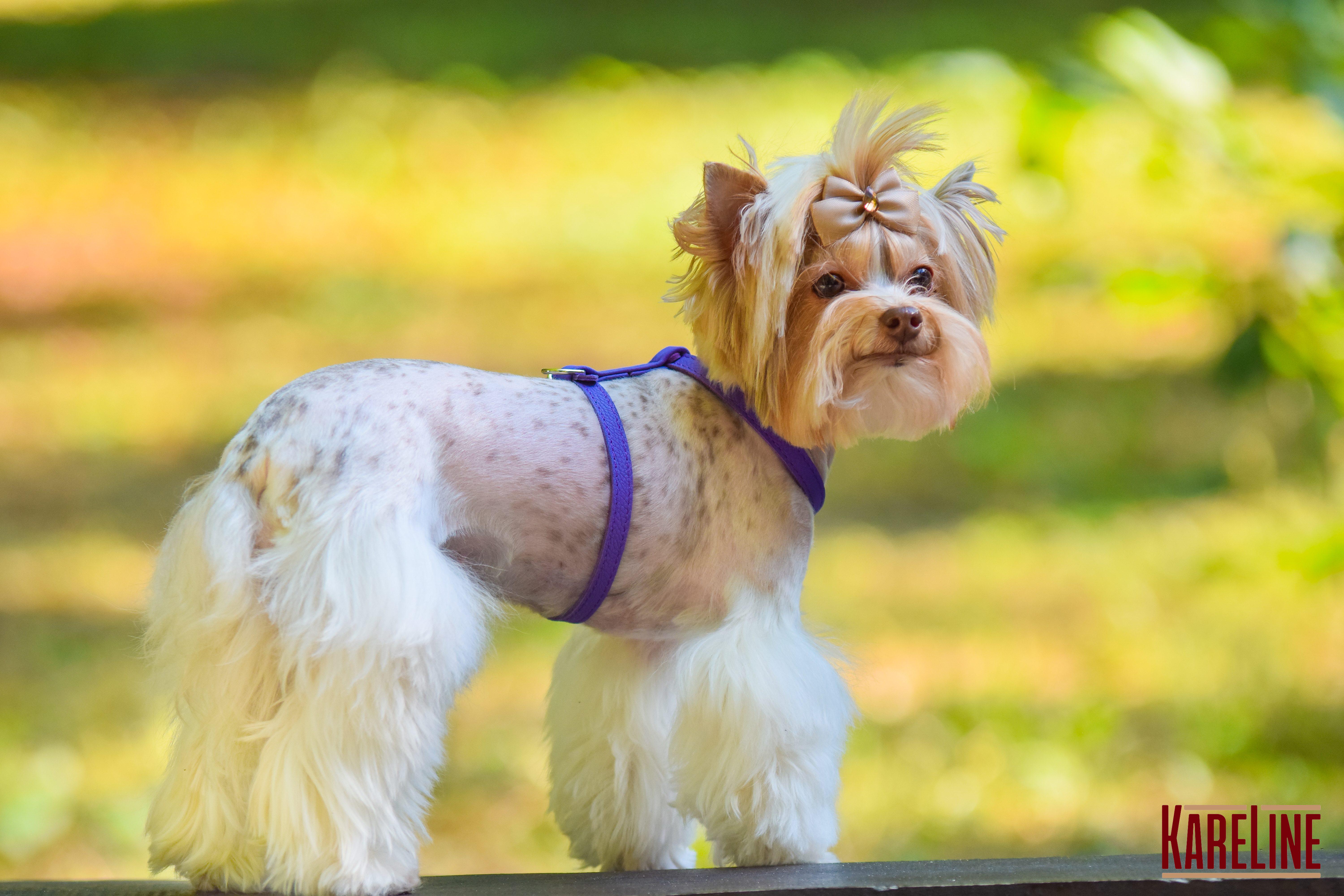 Шлея KareLine из натуральной кожи 12 мм А-230-300 мм В-270-340 мм Фиолетовый (8420/9) - фото 4 Шлея KareLine из натуральной кожи 12 мм А-230-300 мм В-270-340 мм Фиолетовый (8420/9) - фото 4