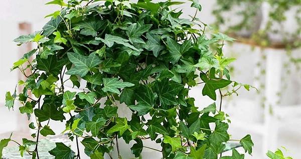 Саженцы плюща обыкновенного Hedera helix в горшке 0,5 л - фото 3 Саженцы плюща обыкновенного Hedera helix в горшке 0,5 л - фото 3