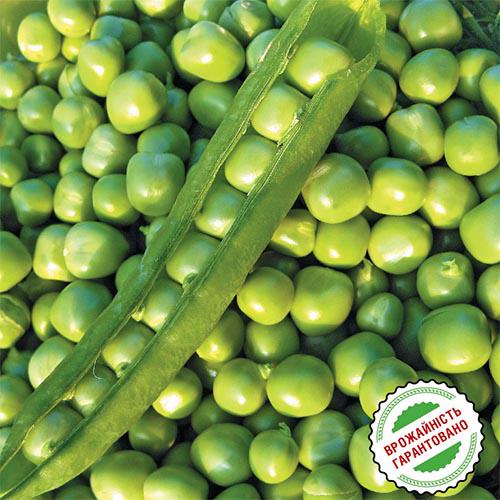 Семена Горох Florium Шуга Бон (6660) - фото 2