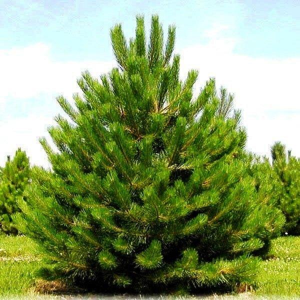 Саженец сосны обыкновенной Pinus sylvestris Р9 (769055418)