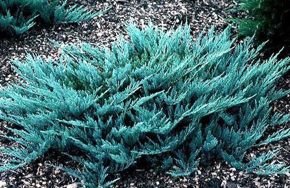 Саженцы Можжевельник горизонтальный Блю Чип Juniperus Blue Chip в горшке 0,5 л Саженцы Можжевельник горизонтальный Блю Чип Juniperus Blue Chip в горшке 0,5 л