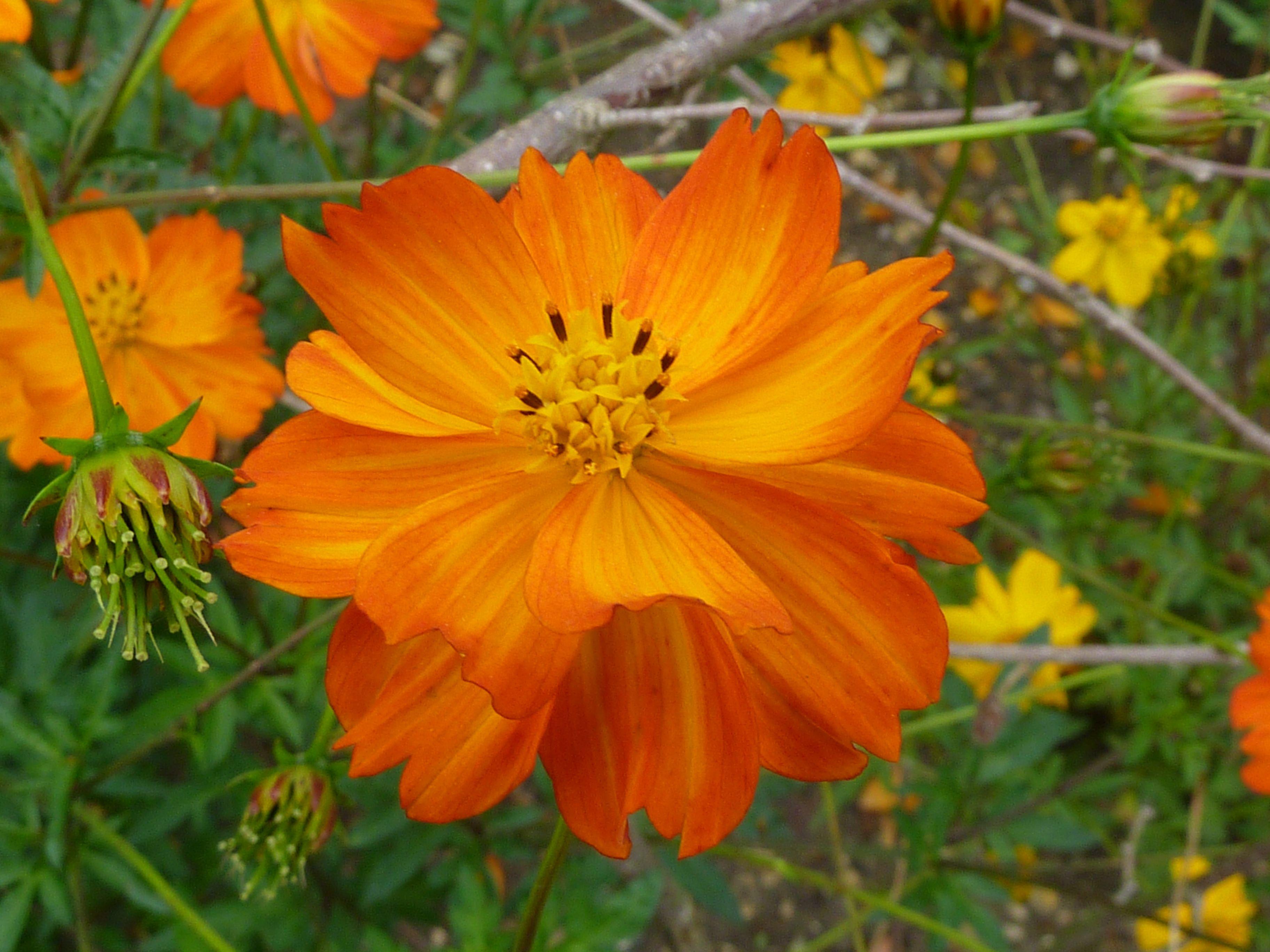 Космія Florium Помаранчева (16896)