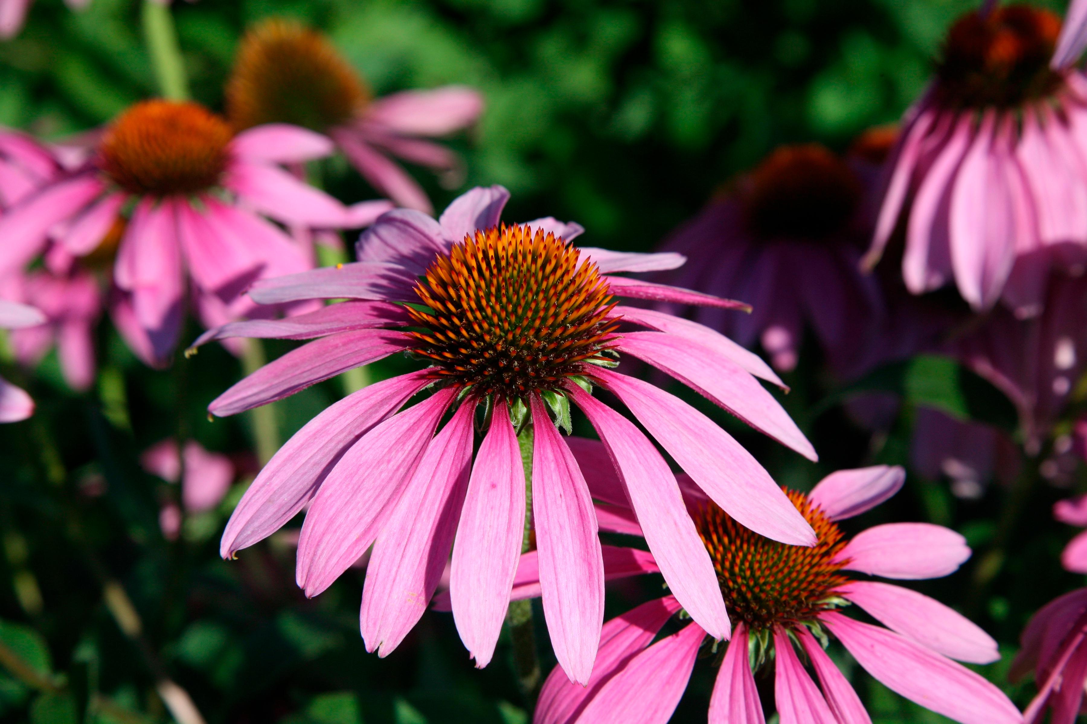 Насіння Ехінацея Пурпурний 0,3 г 70 шт. (RS-00233) Насіння Ехінацея Пурпурний 0,3 г 70 шт. (RS-00233)