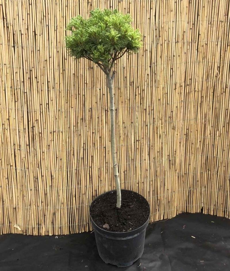 Сосна веймутовая Тини Керлс на штамбе (2669487013) - фото 2