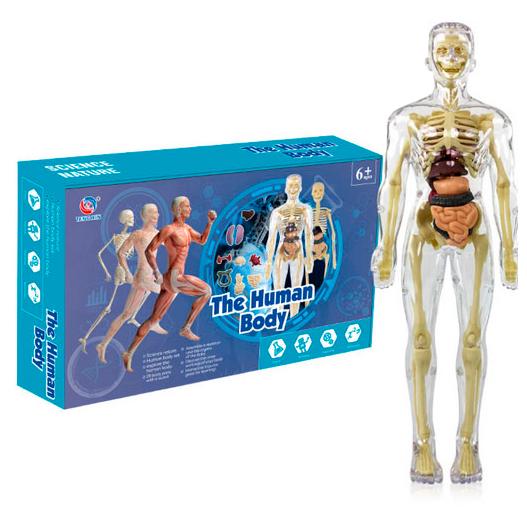 Игрушка 3D модель тела для детей