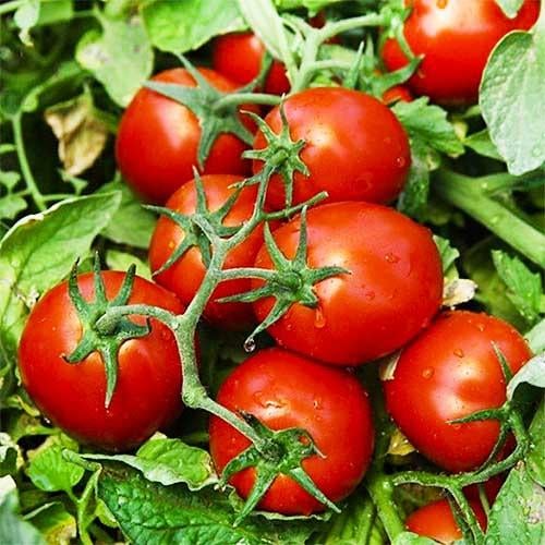 Семена Томат Florium Чиблі F1 (6311)