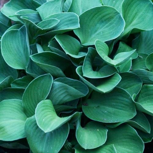 Хоста Florium Blue Mouse Ears (5555) - фото 2