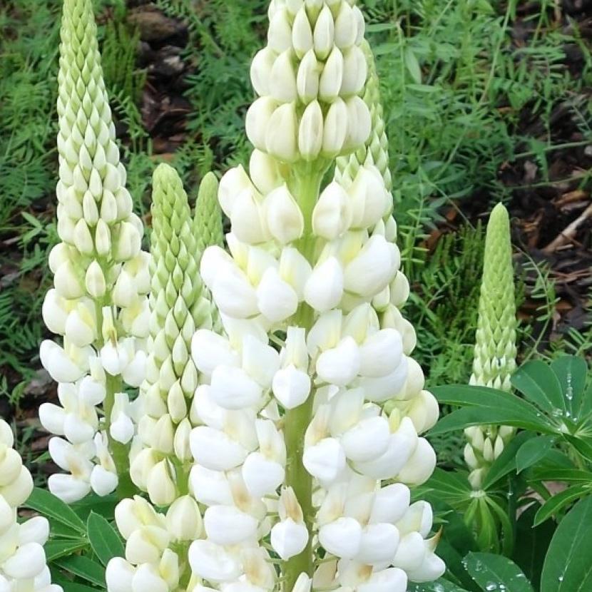 Саженец Люпин Белый Lupinus White (38293039)