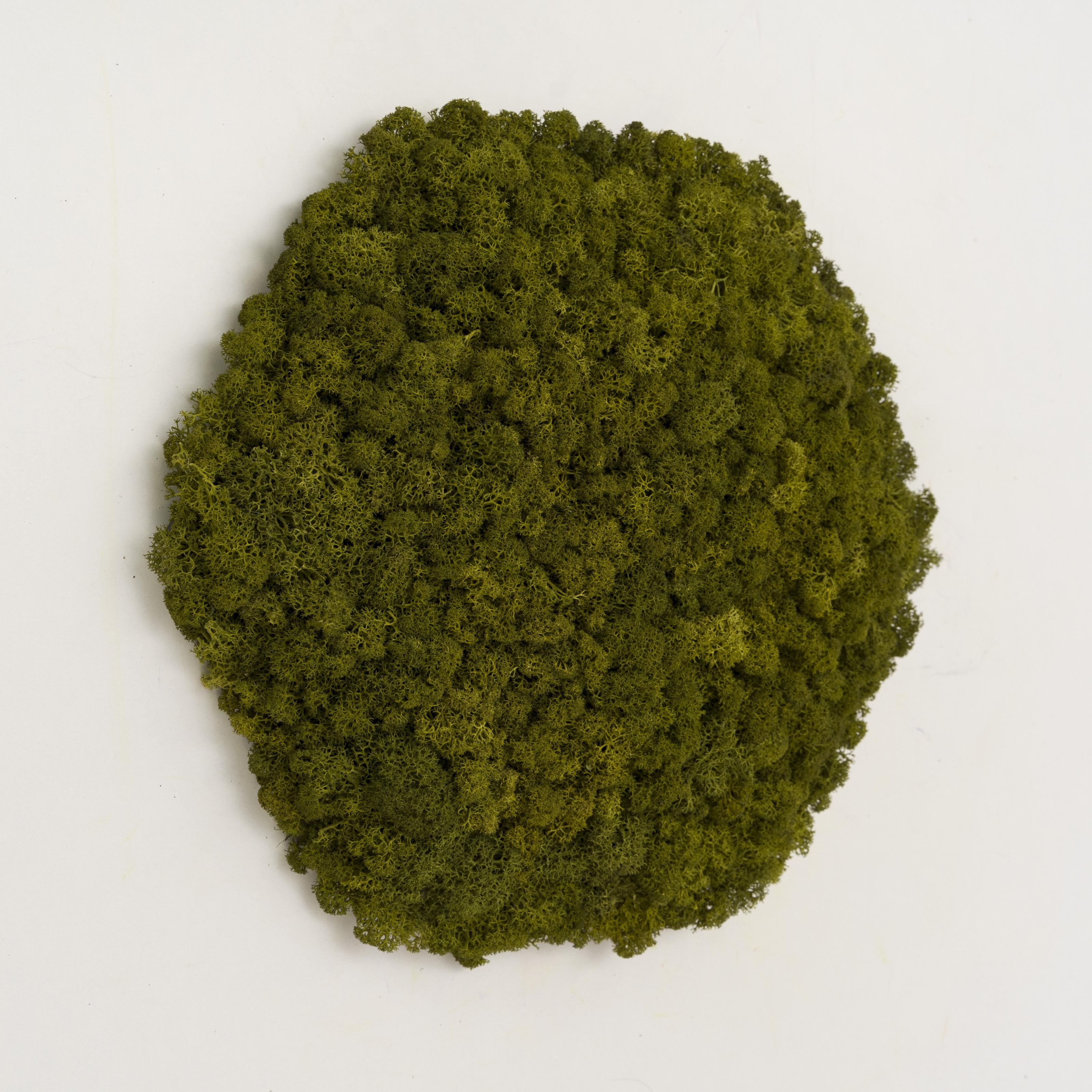 Декоративное панно из мха Organic Design шестиугольная панель 33 см Medium Green (702-03)