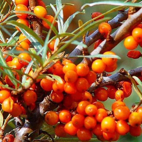 Саджанець Обліпиха перехресне запилення комплект 1 рік 2 шт. (44832) Саджанець Обліпиха перехресне запилення комплект 1 рік 2 шт. (44832)