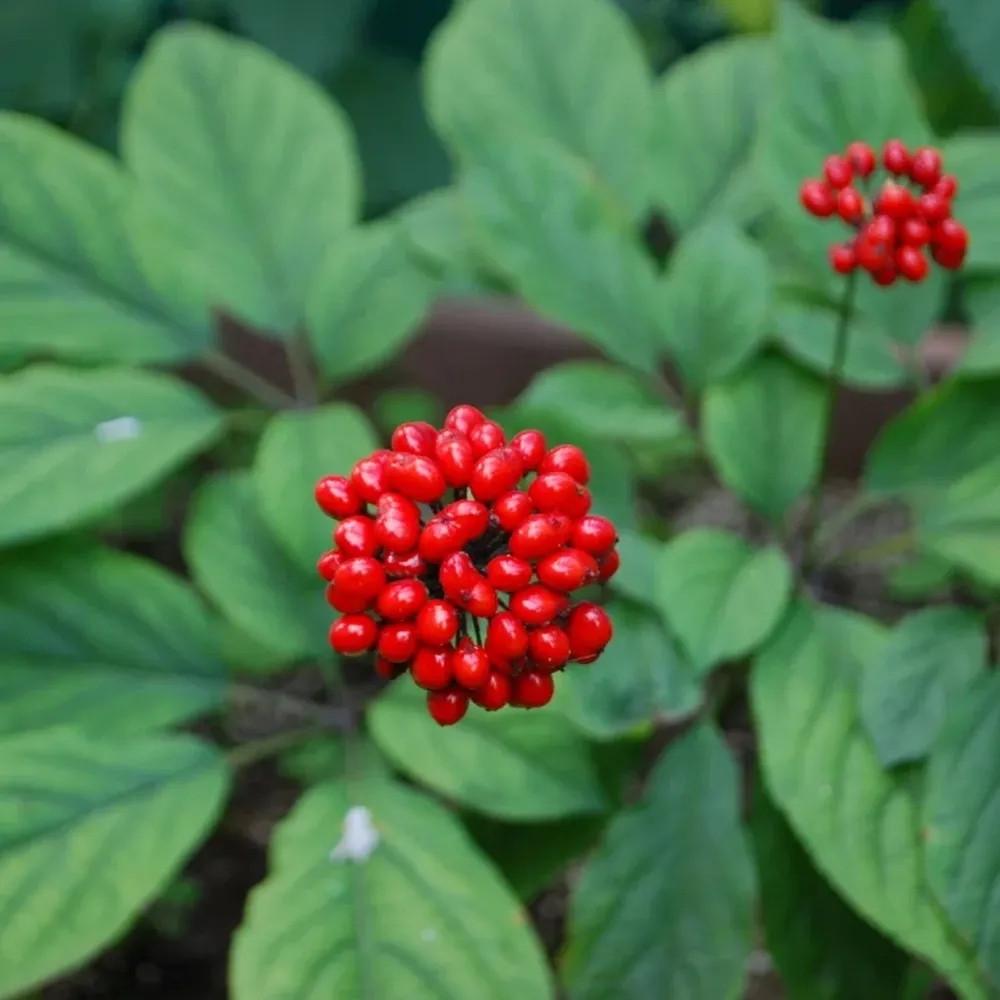 Семена женьшень обыкновенный Panax ginseng 5 шт. - фото 2